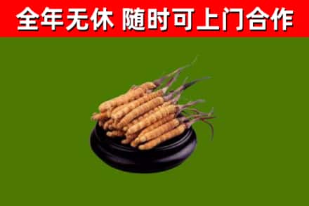 呼伦贝尔回收冬虫夏草