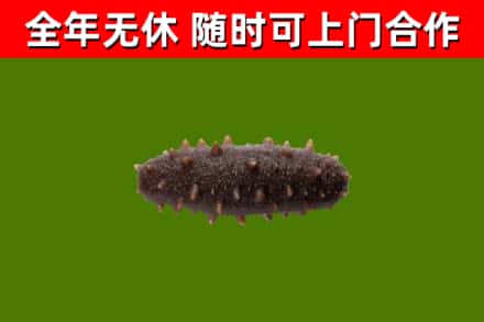 呼伦贝尔回收海参干